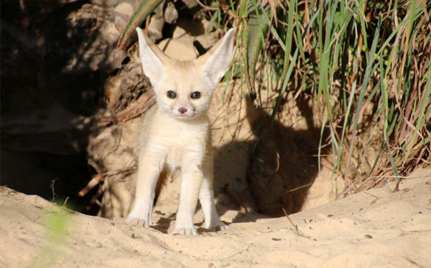 V. Smol Fox Born At Taronga Zoo & Wow Those Are Some Nice Ears Lil’ Buddy