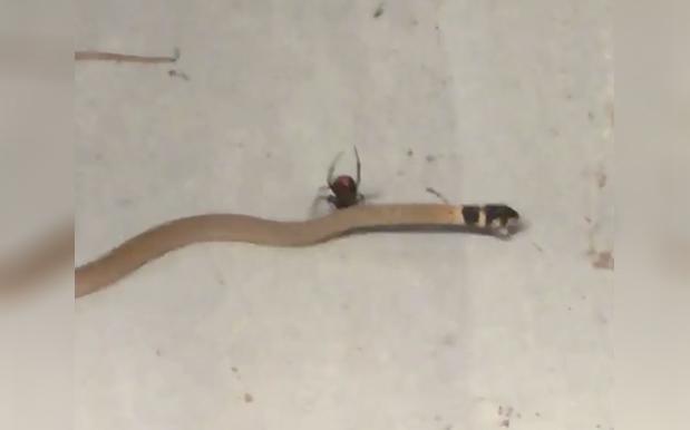 WATCH: A Redback Taking Down A Brown Snake Is Your Daily Dose Of ‘Straya