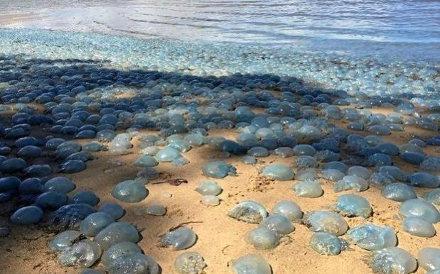 QLD Swimmers Have Copped A Brutal 23K Jellyfish Stings In Just 2 Months