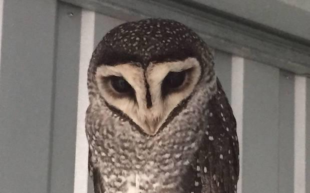 Oscar The Owl Escaped Adelaide Zoo & They Need Your Help To Find Him