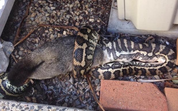 This Persistent QLD Python Scarfing A Whole Possum Is Yr Midweek Motivation