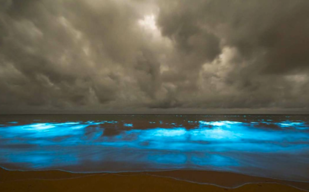 Tassie Beaches Have Been Lit Up By Some Extremely ‘Avatar’-Looking Algae
