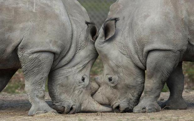 Huge Deadshits Broke Into A Zoo And Killed A Rare Rhino To Steal Its Horn