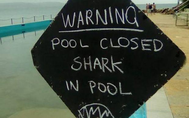 Sydney Pool Closed After Swimmer Notices There’s A Bloody Shark In It