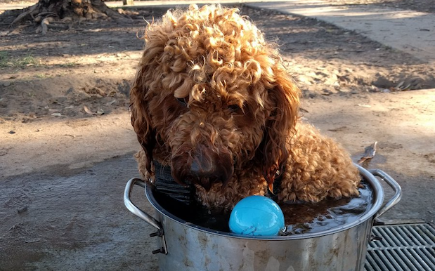 Animals Hate The Heatwave Too, And Here’s How They’re Keeping Cool In Syd