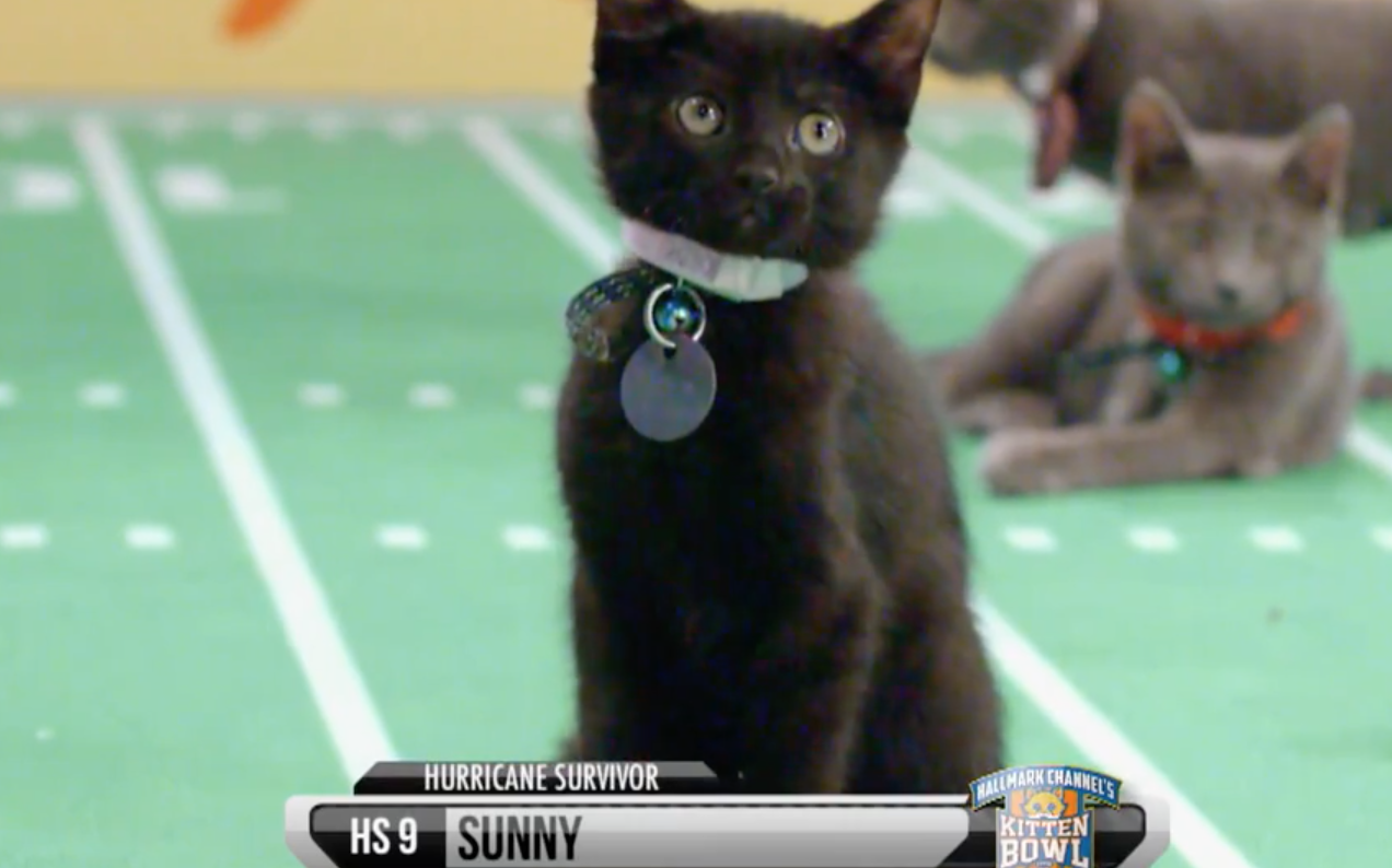 Introducing Sunny, Kitten Bowl V’s Three-Legged Superstar Foster Kitty