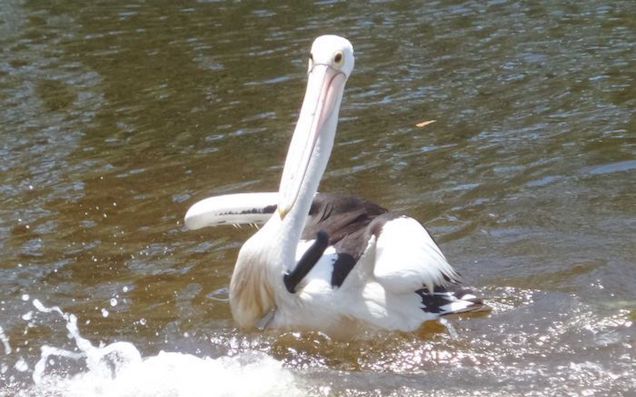 Seemingly Deathless WA Pelican Refuses To Let Humans De-Knife It