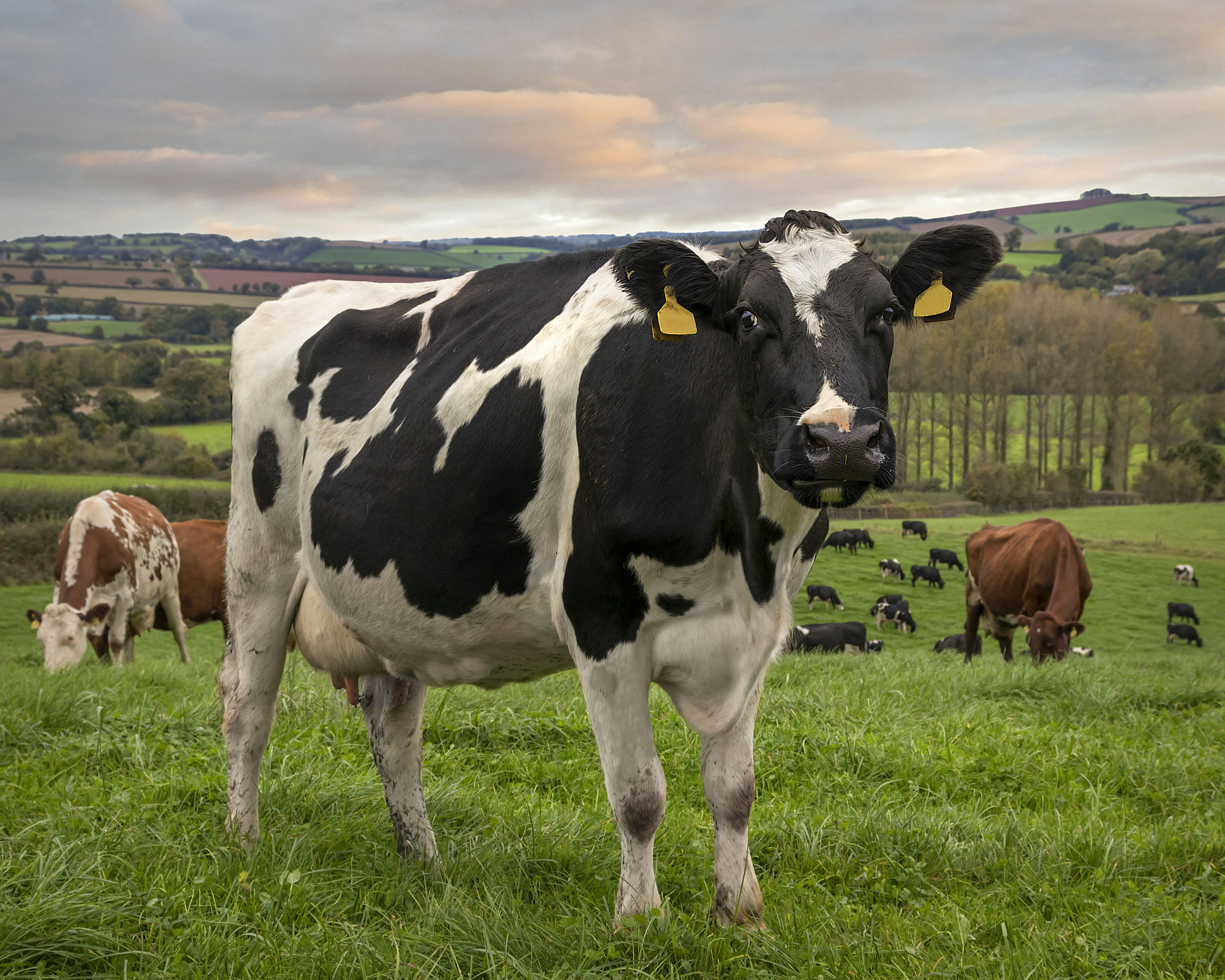 Elderly Man Banned From British Farms For Serially Molesting Innocent Cattle