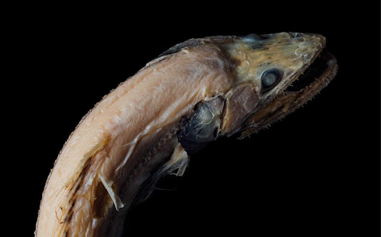 Aussie Scientists Are Naming These Fucked Deep-Sea Fish Like They’re Normal