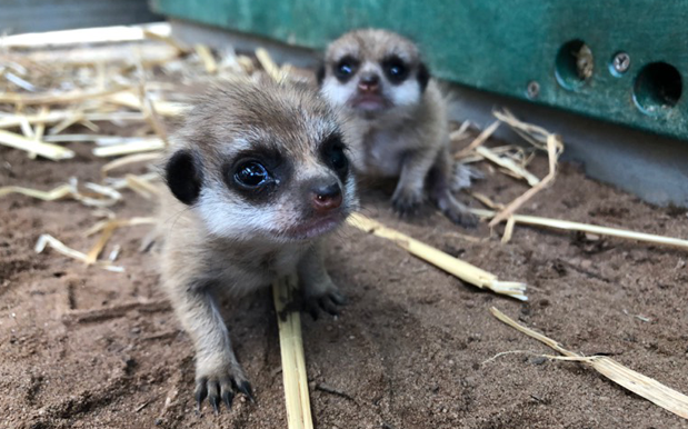 Please Say A Gentle G’Day To Taronga Zoo’s Precious New Meerkat Pups