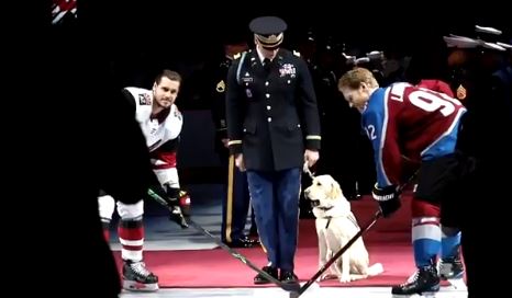 Ceremonial Good Boy Does A Hockey Honour At Big Game