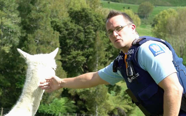 Blind NZ Alpaca Left Alone After Ratbag Thief Pisses Off With His Brother