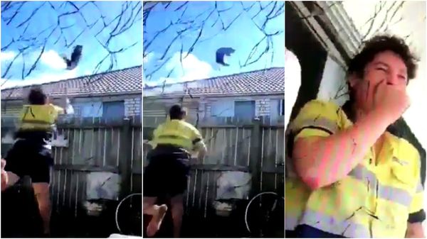 Rubbish QLD Teen Who Hurled Cat Over A Fence & Into A Wall Says He’s Sorry