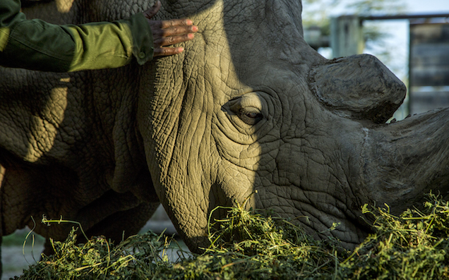 The Last Male Northern White Rhino In The World Has Died