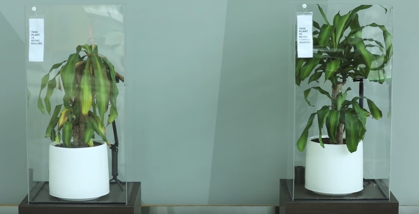 IKEA Got School Kids To Bully A Pot Plant &#39;Till It Wilted &amp; It Actually  Worked