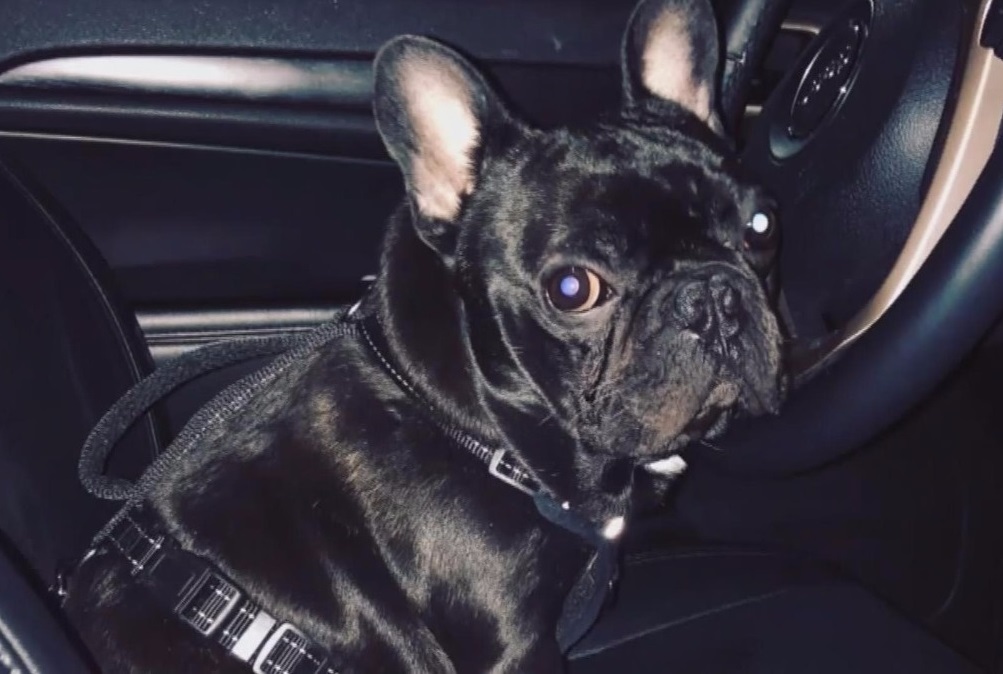 United Airlines Settles With Family Of French Bulldog Who Died On Flight