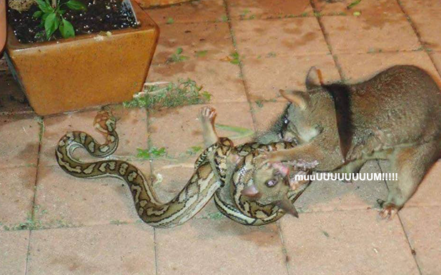 A Cunning Snek Got Belted By A Possum Mum After Trying To Nick Its Baby
