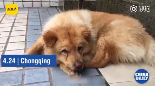 Senior Doggo Waits For His Human Everyday At Station, Cue Aggressive Crying