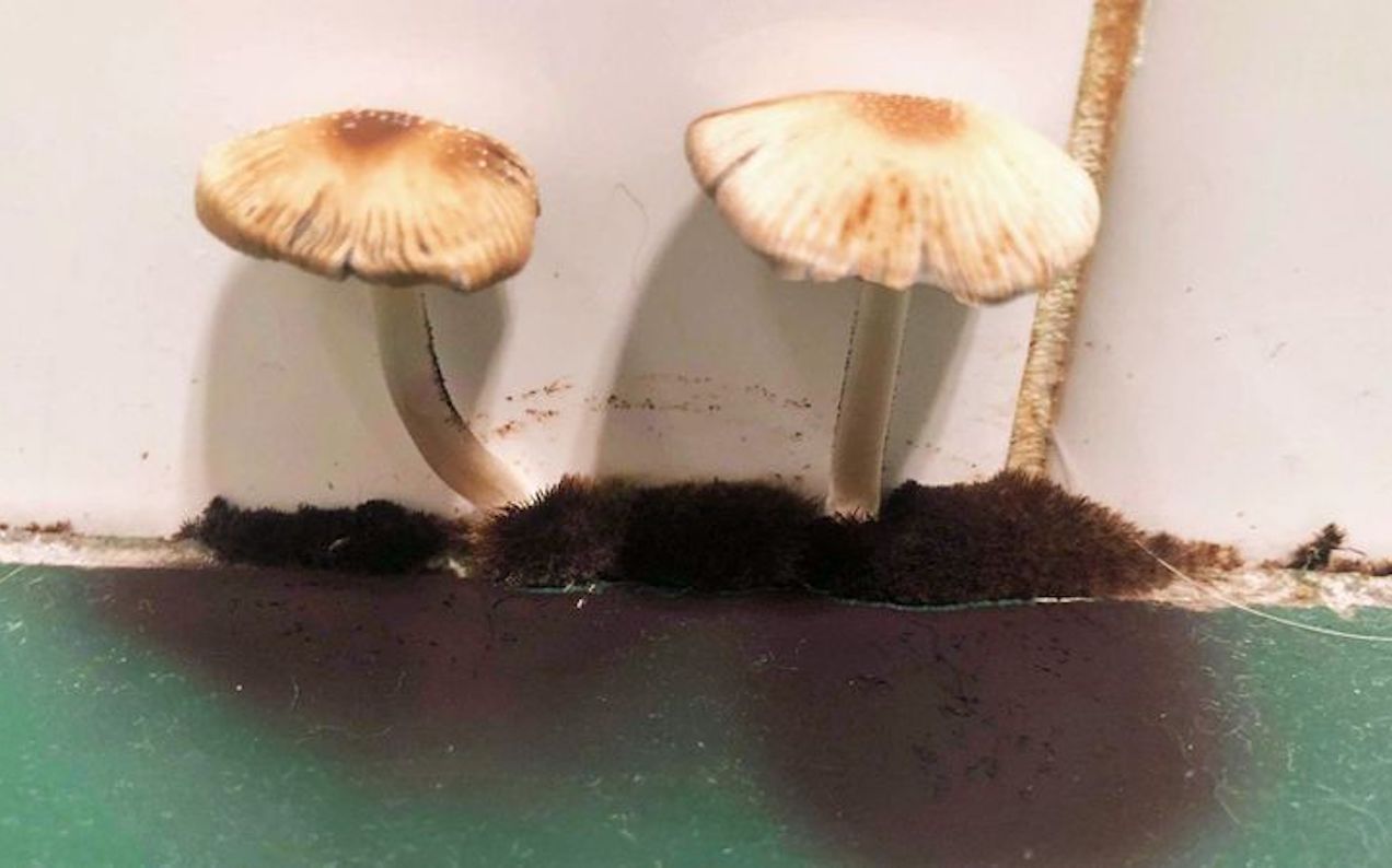 Melbourne Renter Claims Real Estate Agency Hid Share House Mushroom Crisis