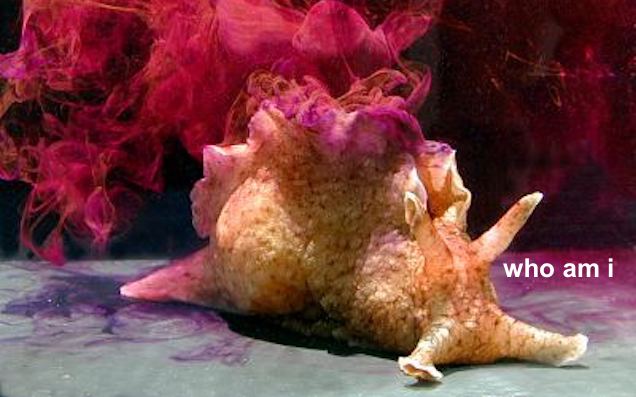 Scientists Manage To Transfer Likely Fascinating Memories Between Sea Snails
