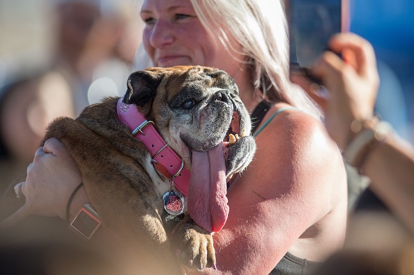 Zsa Zsa The English Bulldog Wins World’s Ugliest Doggo Of 2018 