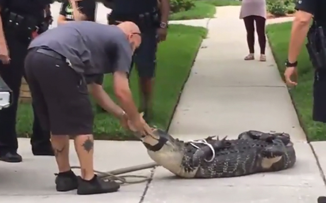 WATCH: Big Deadshit Gets Put On His Ass By Gator He Was Trying To Arrest