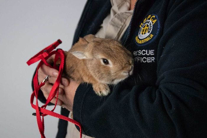 This Rabbit Caused A Hoppin’ Bomb Scare At Adelaide Airport Last Night