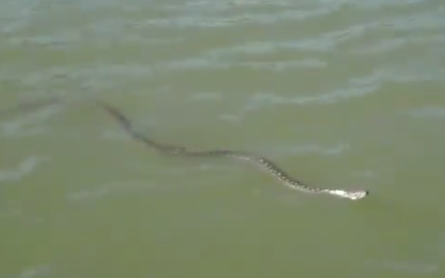Watch This Big Ol Python Do A Jesus Impression Across The Surface Of The Murray