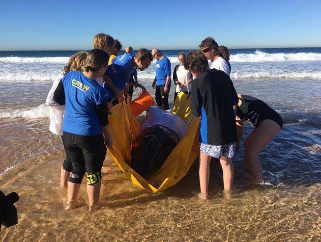 Rescuers Rush To Save Beached Baby Humpback At North Wollongong Beach