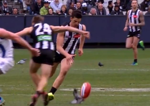 Magpies Skipper Scott Pendlebury Bounces Ball On Unsuspecting Pigeon 