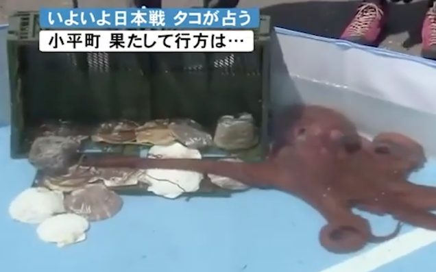 Octopus That Predicted 3 Of Japan’s World Cup Results Killed & Sold As Food
