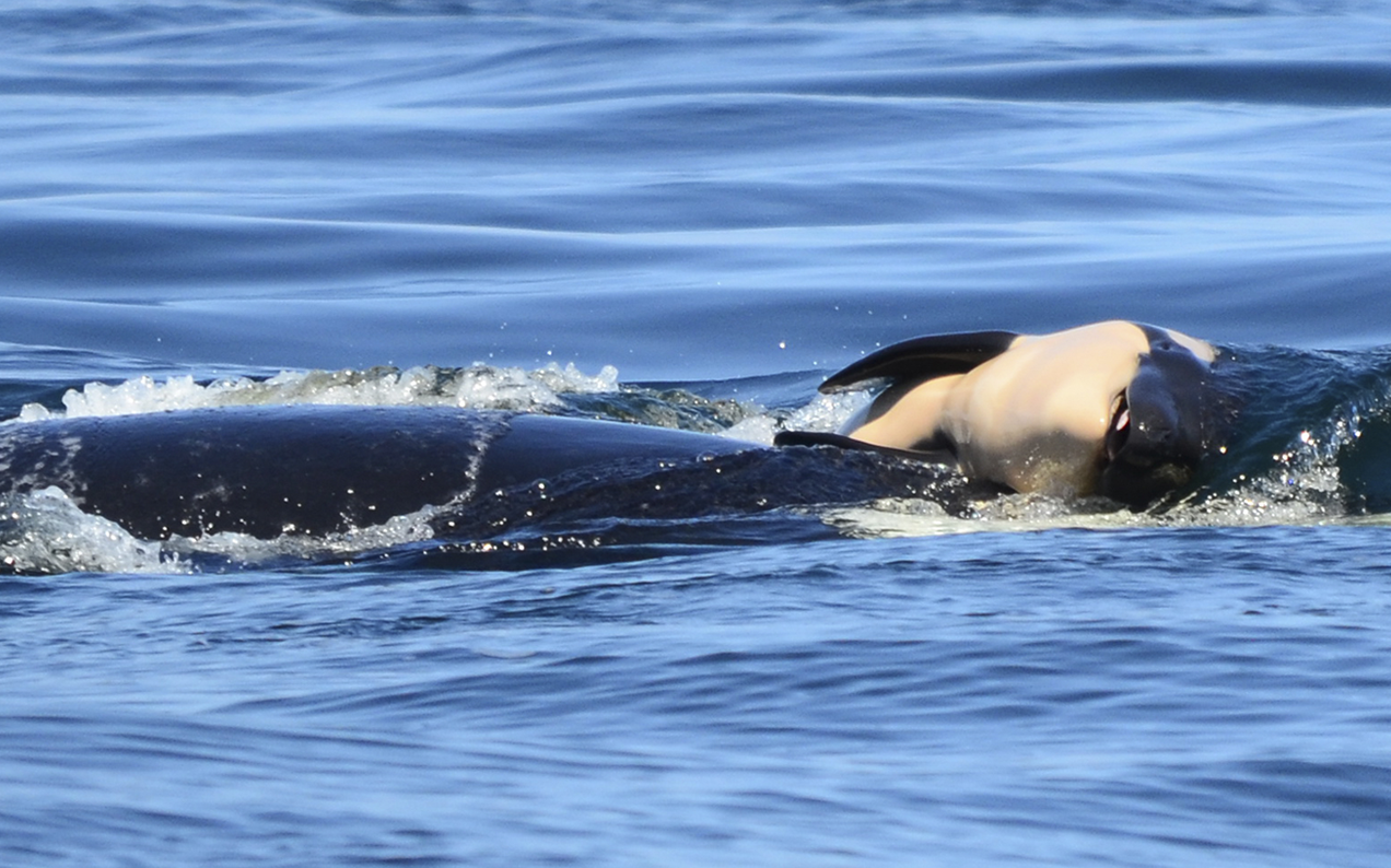 Orca Mum Finally Releases Her Dead Calf After Carrying Her For Almost 3 Weeks