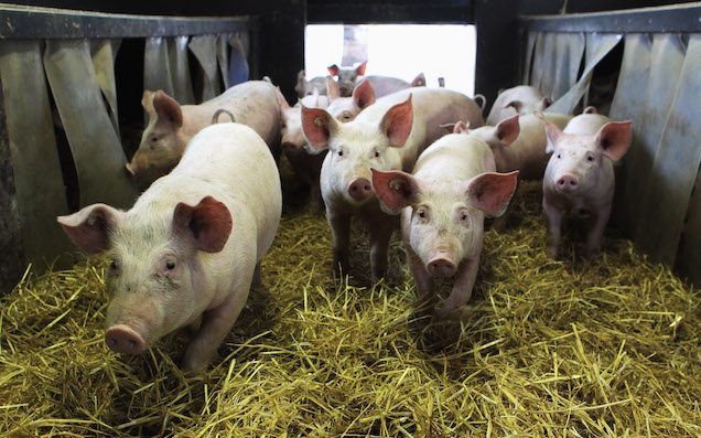 UK Facing More Expensive Bacon As Heatwave Makes Pigs Less Fertile