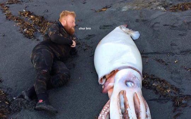 RIP In Peace This Giant Squid That Washed Up On A New Zealand Beach Yesterday