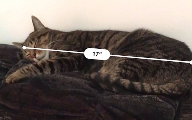 Folks Are Using iOS 12 To Measure The Length And / Or Girth Of Their Cats