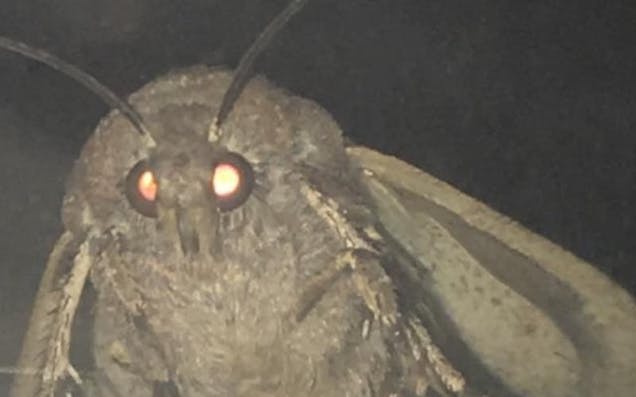 The Best Moth Memes To Fly Around & Into Repeatedly Like A Fucking Maniac