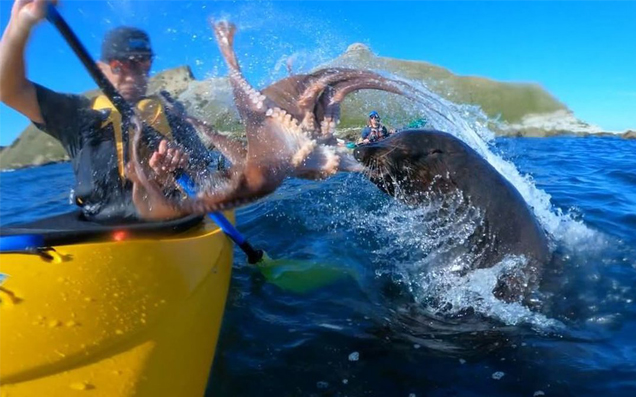 Here’s A Seal Slapping The Piss Out Of A Kayaker With An Octopus