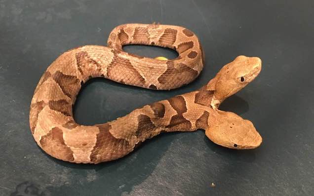 Two-Headed Snake Found In The US Offers Two Nopes For The Price Of One