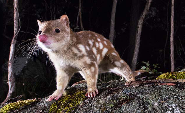 It’s Threatened Species Day, So Here’s The Cute Critters We Need To Protect