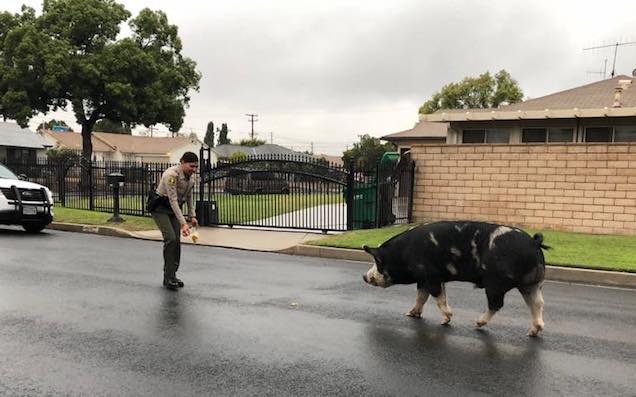 Watch Cops Use Doritos To Lure This Very Big, Very Lost Pig Back To His House