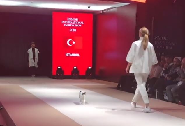 The World Is Currently Losing Its Mind Over This Cat Crashing A Catwalk