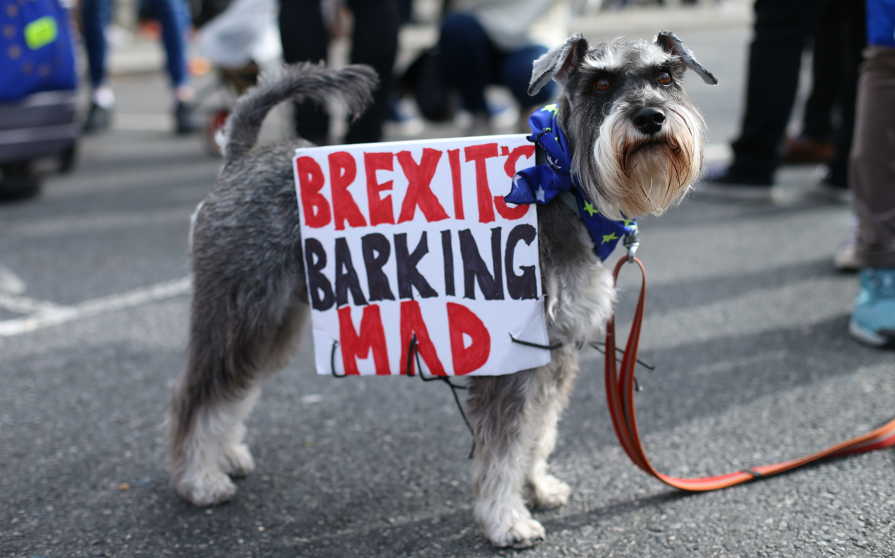 Protest Puppies Hit The Streets In London To Push For Another Brexit Vote