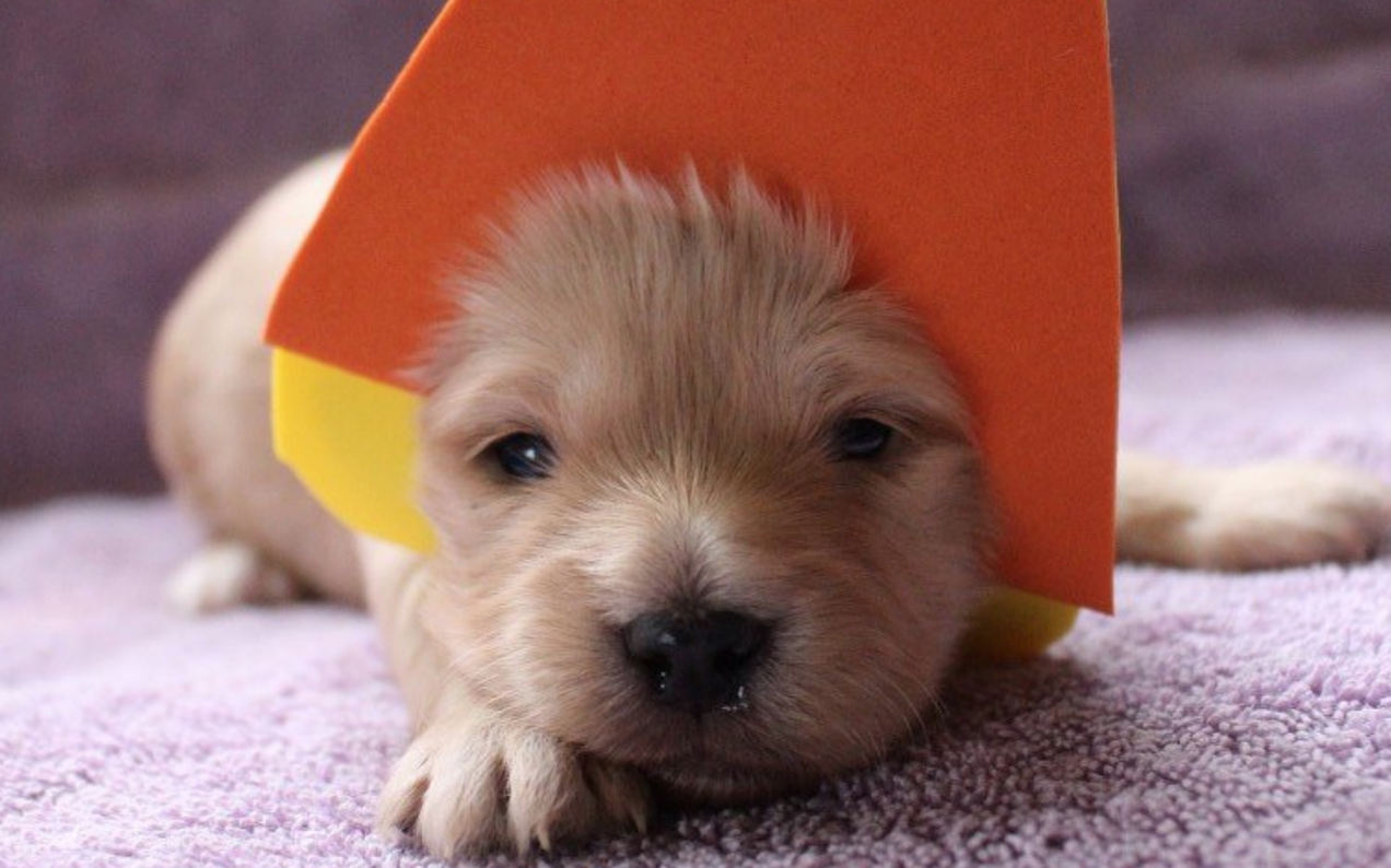 Welp, A Humane Dairy Farm Is Dressing Tiny Pups In Tinier Halloween Outfits