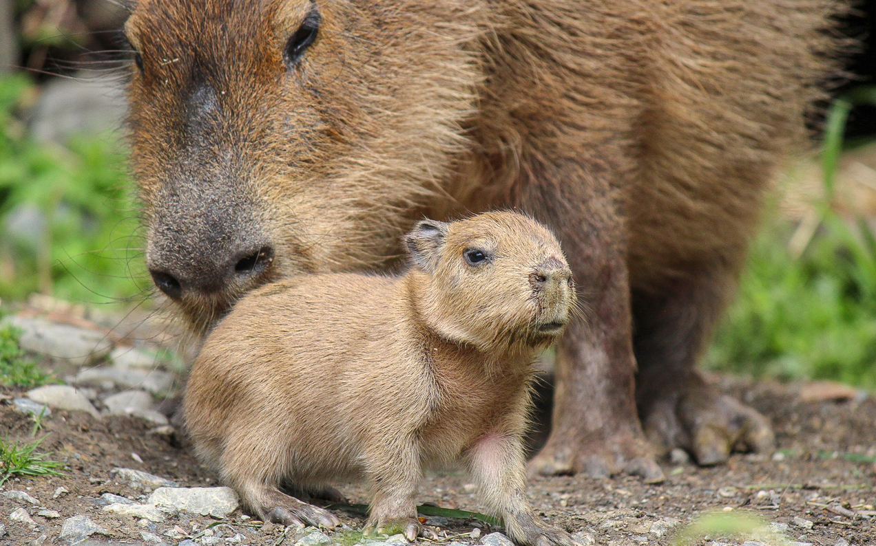 A NZ Zoo Welcomed A Bumper Capybara Litter & Look At Those Chonky Babies