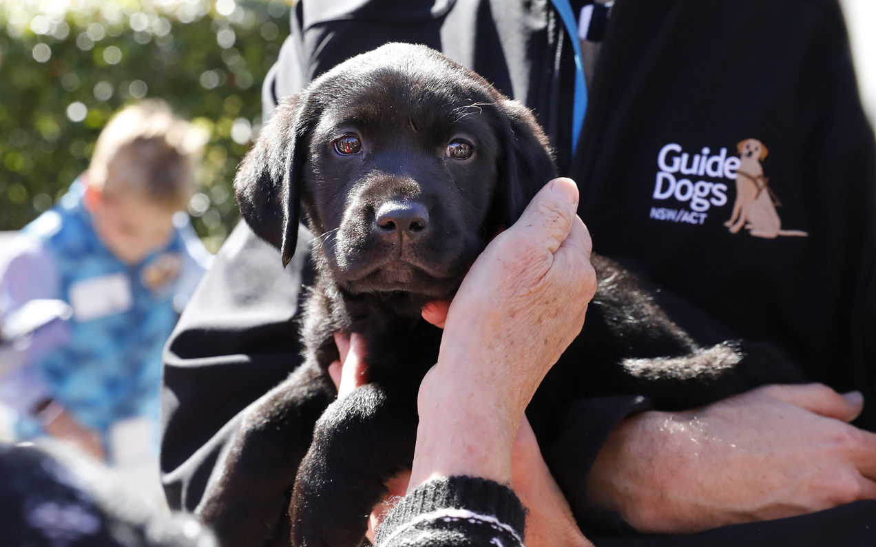Sydney, It Is Your Civic Duty To Cuddle Guide Dog Pups In Martin Place Today