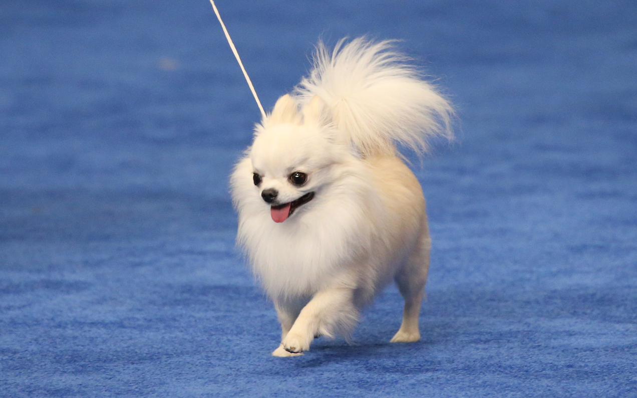 Whisper “Oh, Good Dog” At All The Pups Of The 2018 US National Dog Show