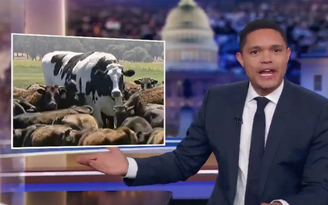 Knickers The Large Cow Forced Trevor Noah To Roll Out His 7/10 Aussie Accent