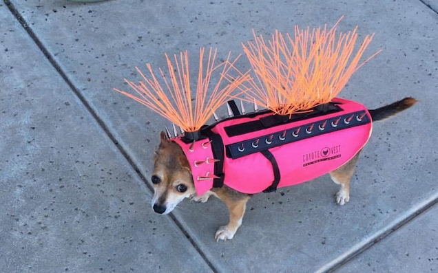 To Protect It From Coyotes, This Dog Has Been Transformed Into A Cyborg Hedgehog