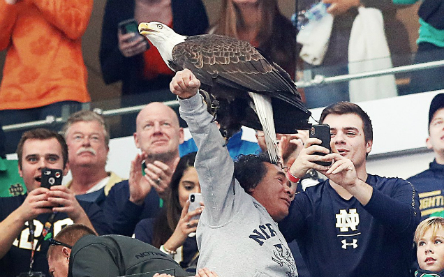 Eagle Selects Next US President By Landing On Random Fan At Football Game