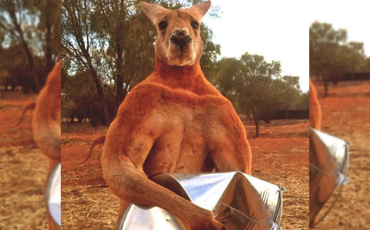 Roger The Extremely Ripped Roo Dies Not Mirin, But At Age 12
